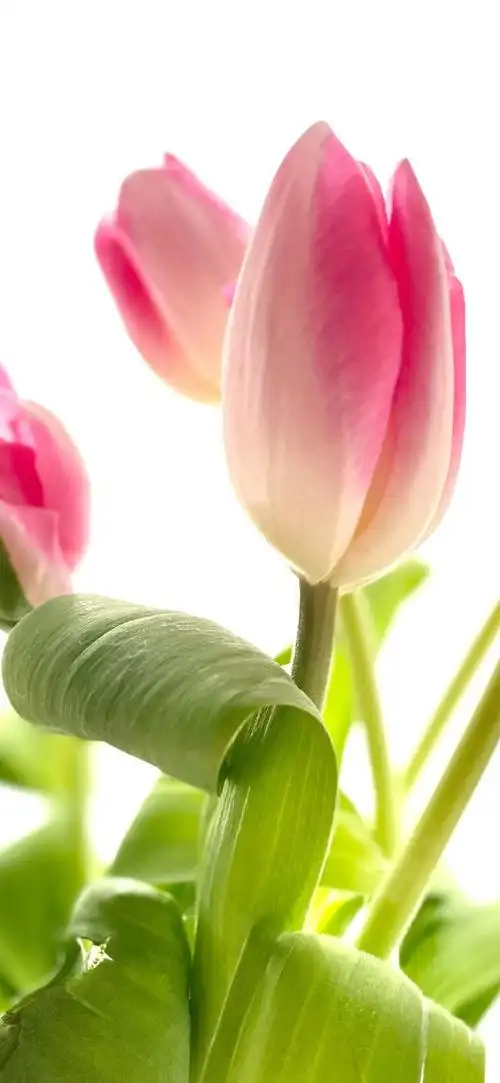 690_1494竖版 竖屏