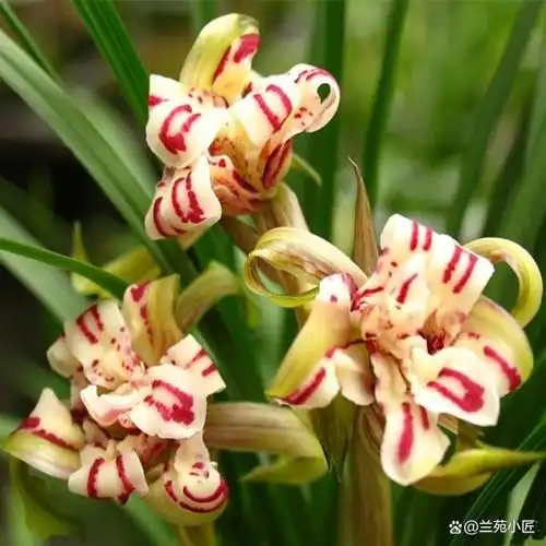 这款老种下山兰养一棵太带劲如彩虹般绚烂人称最美兰花