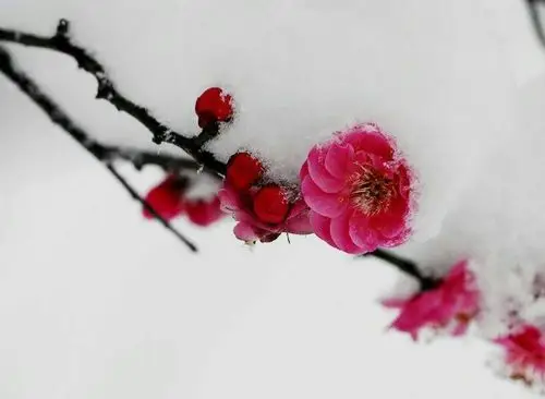 雪梅花,纯洁如我,执着如我,倔强如我,无畏如我,盛开在天地间的雪中花