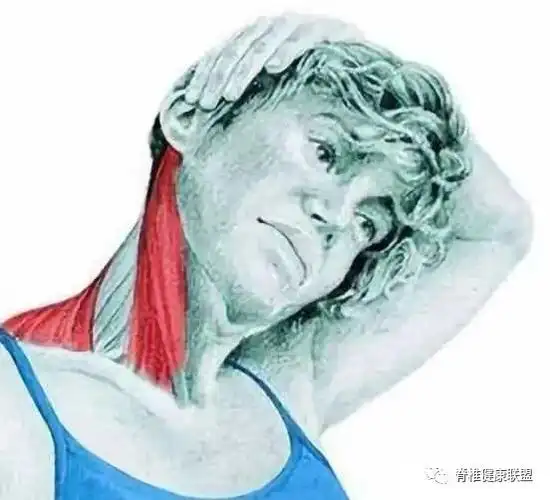 找到肌肉痉挛明显的角度,自己牵拉并保持30s,缓慢用力.