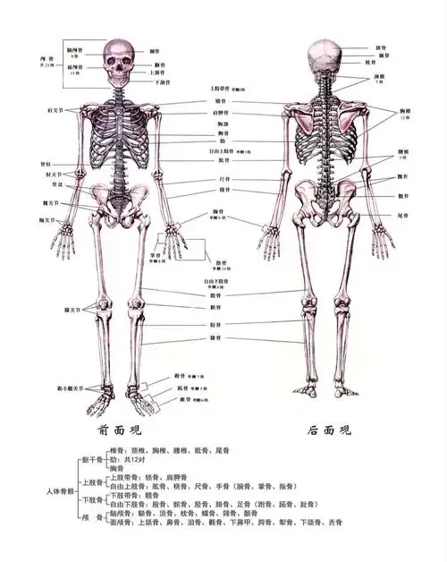 大八班科学活动——人体骨骼