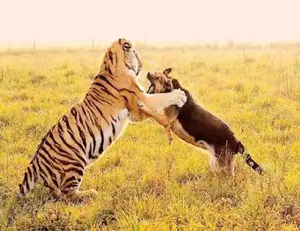 属虎和属狗合不合