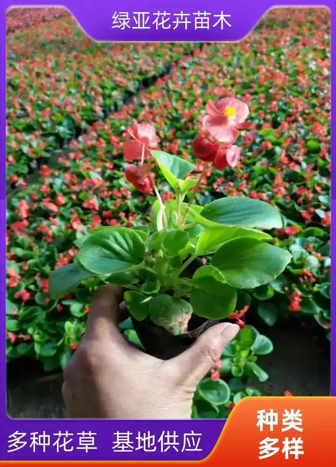 太原四季海棠价格,选择绿亚花卉苗木,适应性强,保质保量,四季 - 抖音