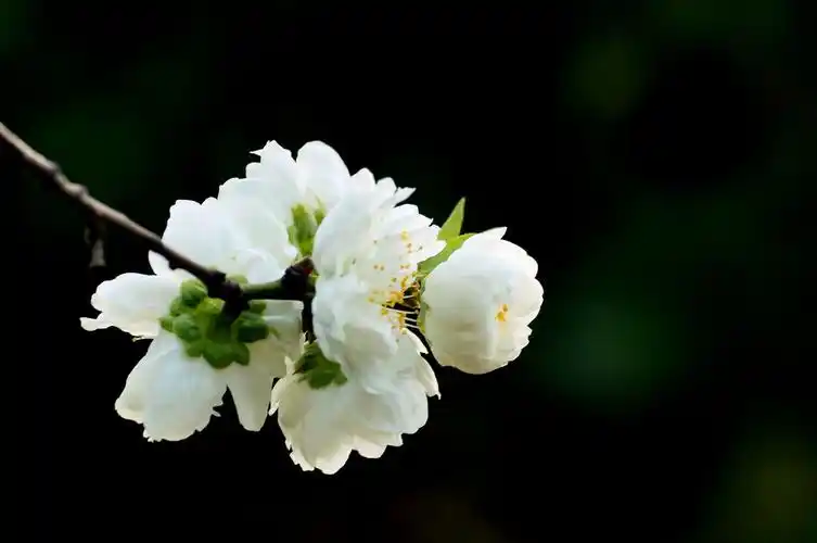 清明节,一组白桃花祭祀悼念逝世的亲人.