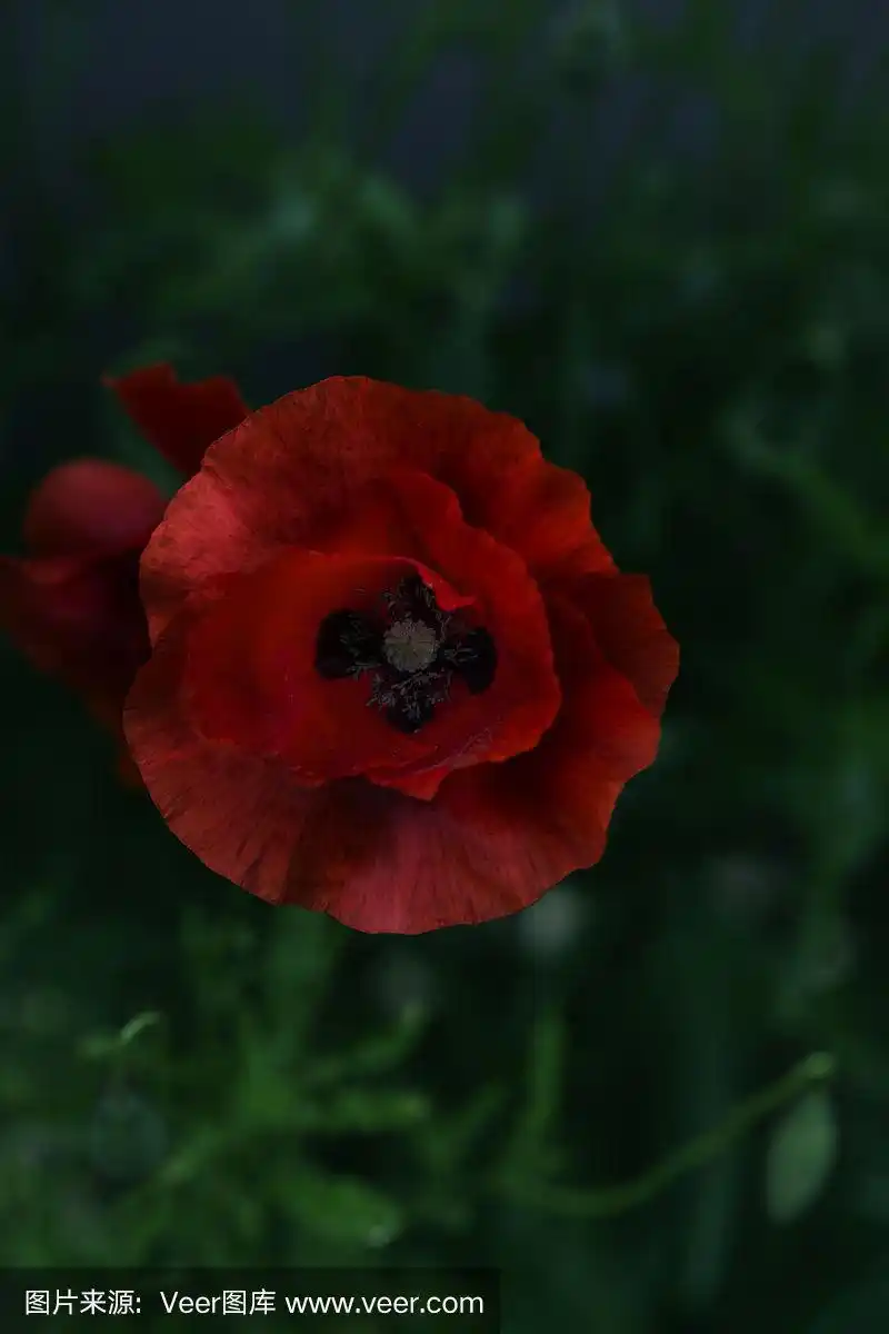 玉米罂粟花罂粟在春天.美丽的照片罂粟花盛开