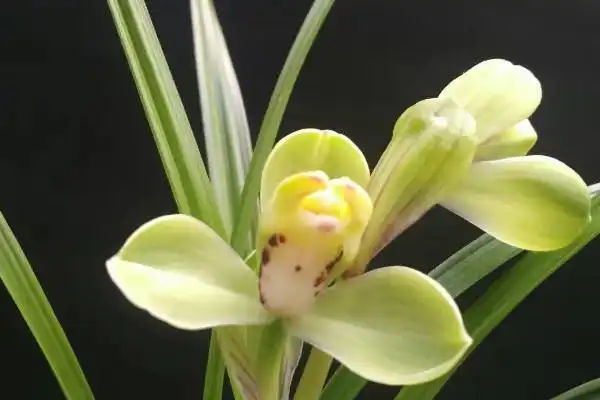 香兰花怎么养殖方法?注意事项是什么?