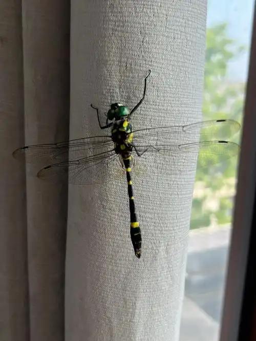 抓了一只大蜻蜓