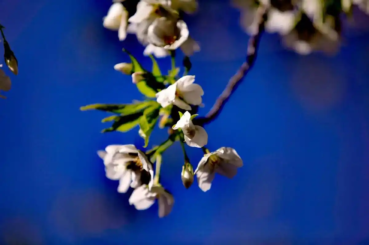 海棠花开有多美.#满屏春天愿你一路繁花 #总有一朵花属于你的 - 抖音