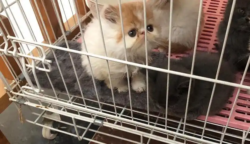 可爱的长毛加菲和蓝猫出