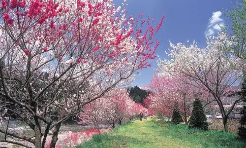 饱览春之桃花美景,品味新鲜草莓密瓜!