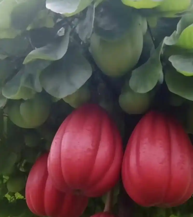 奇奇怪怪的水果