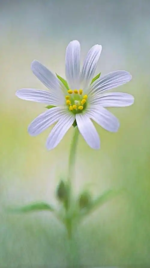 小清新淡雅养眼花朵,锁屏图片,手机壁纸,植物-回车桌面