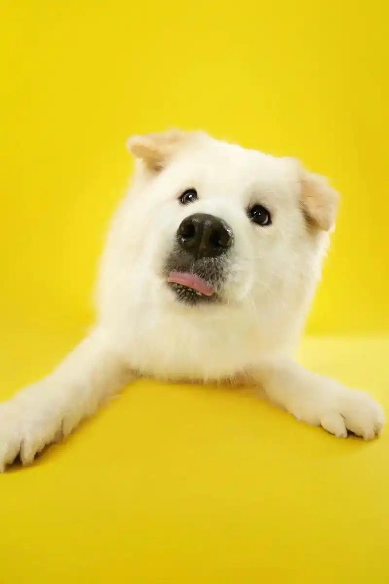 6129)#萌宠出道计划 #萌宠日常记录 #一坨棉花糖狗狗 #被我的小狗