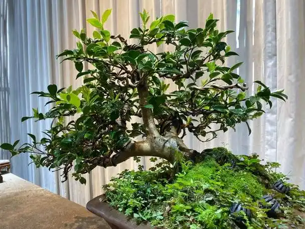 每日植物的养护技巧分享 日系茶梅盆景养护