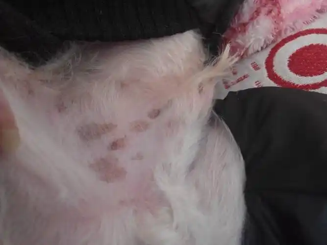 狗狗肚子上张了这么多黑斑是怎么回事啊?是不是生病了,呜呜