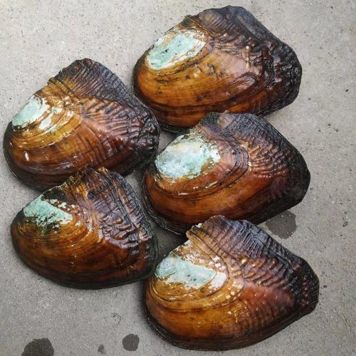 睿戈(ruige)大福淡水珍珠蚌壳活体河蚌多珠爱迪生自己开蚌取珍珠鲜活