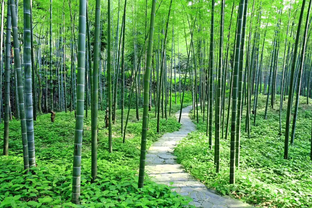 个以竹林为主题的国家aaaa级旅游区,位于江苏省无锡市宜兴市湖13镇