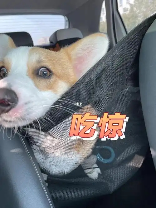 柯基本想内饰洗的勤快一点,不过还是太累了这款车垫面料光滑不粘毛就