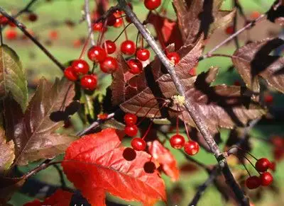 供应皇家雨点,皇家雨点海棠_山东临沂众信苗木繁育基地