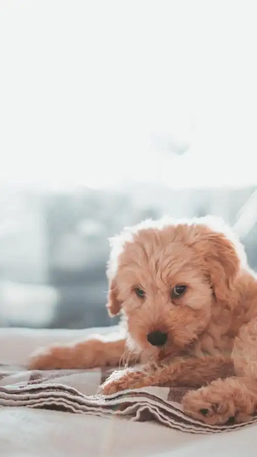 软萌可爱的狗狗图片手机壁纸