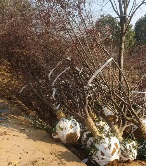 8公分原生美人梅陆续出圃