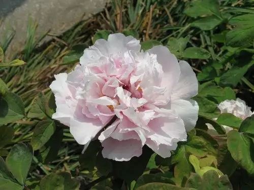 别再被照骗了真正的洛阳蓝牡丹其实长这样