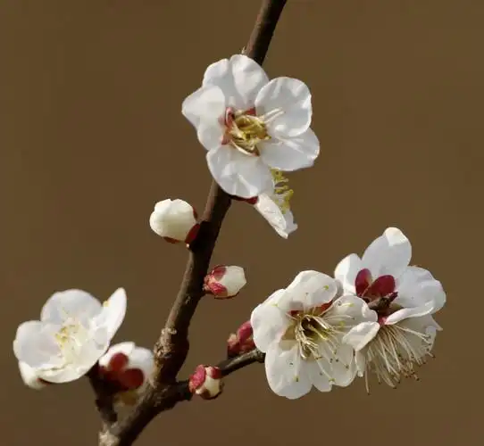 我以梅花图给朋友们拜年啦