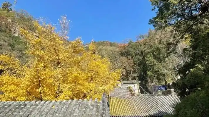 泰山壶天阁银杏