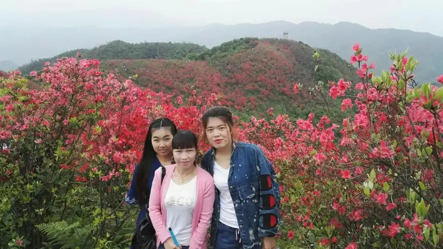 广寒寨四八门映山红红艳艳