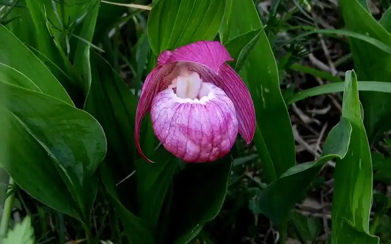 稀有珍贵美丽的大花杓兰