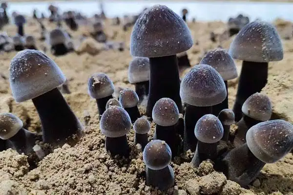 黑皮鸡枞菌炒苦瓜的做法有哪些营养价值