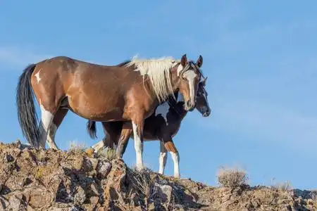 野马和蝰蛇图片