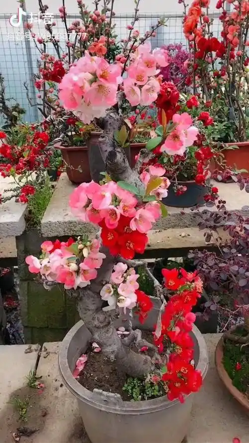 复色海棠能开出来红色粉色白色冬天打花苞过年左右开花今晚直播