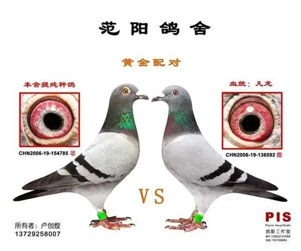 分享鸽子属性足环:2007羽色:灰眼砂:砂眼性别:未知血统:作育者:价格