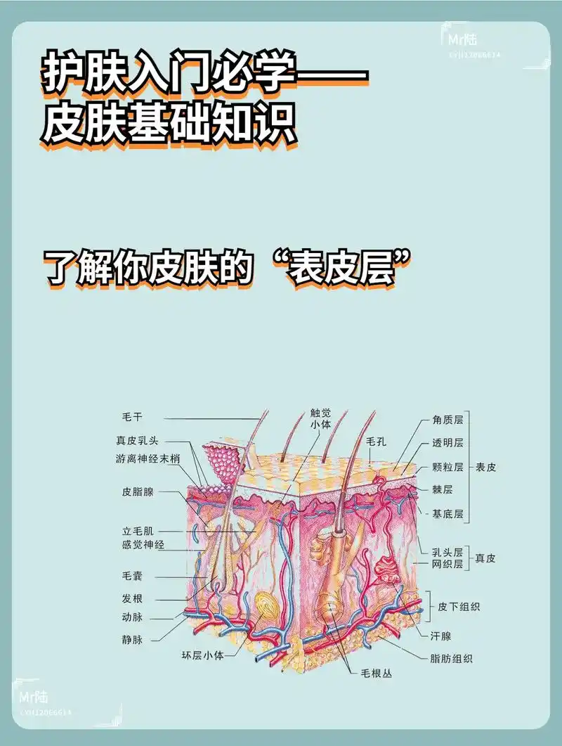 皮肤基础知识,表皮层是什么?1.皮脂膜 2.角质层 3.透 - 抖音