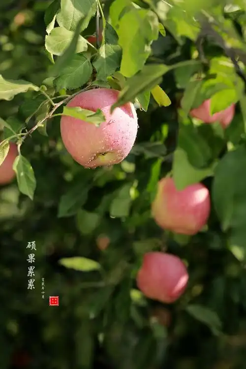 秋— 北方的十月,是一个丰收的季节,秋天到了,果园里一片丰收在望的