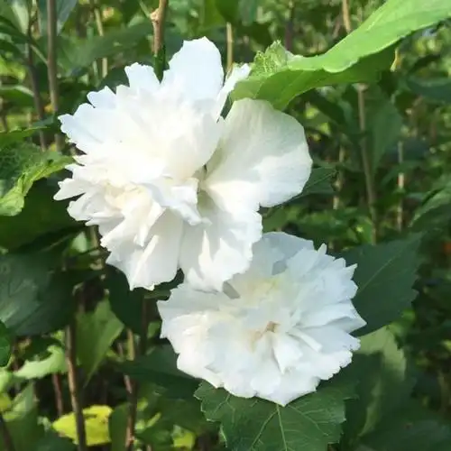 苏北供应纯白木槿花苗包品种一年生小苗