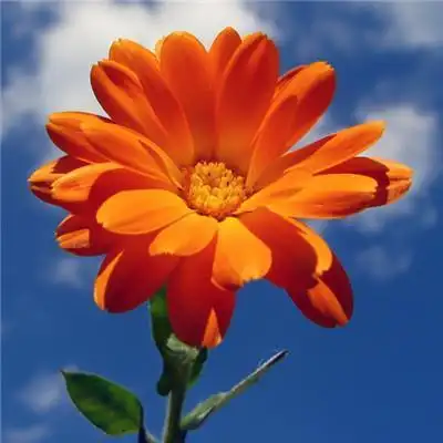 带来好运的微信头像图片2022最新(带来好运的微信头像图片女生)-福洋