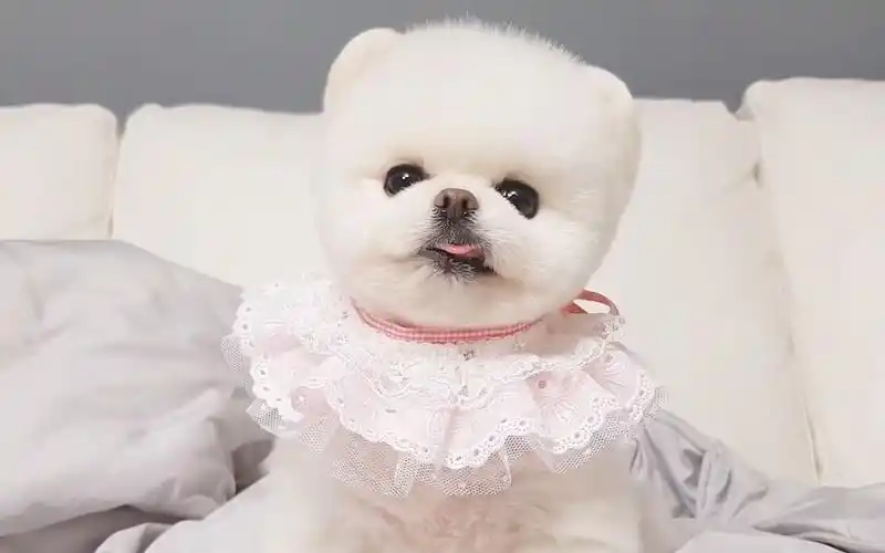 狗狗去做美容,全程超奶萌可爱,剪毛后圆乎乎的脸蛋萌化了_哔哩哔哩