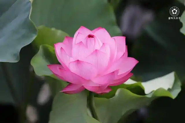 千年古寺的千叶莲太美丽了看一眼身心都被治愈了