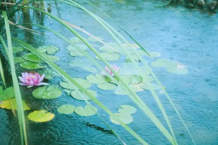 《和夏雨的亲密接触》我喜雨,所以走入雨中.
