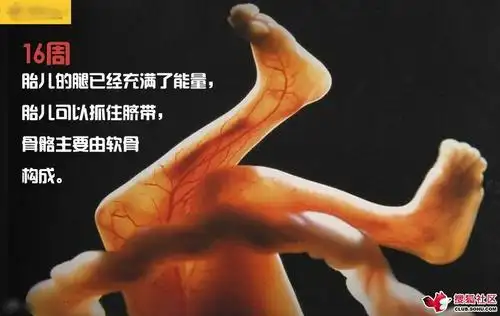 详解人类从性交到出生全过程(图)