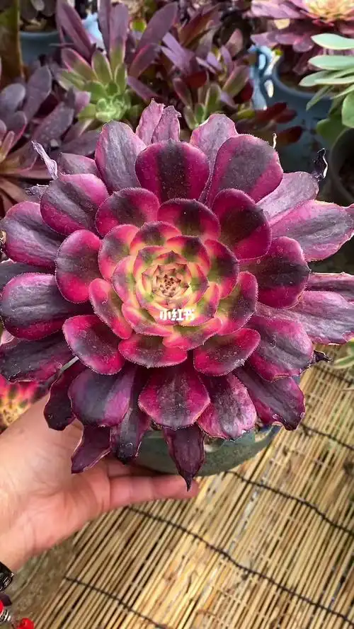 红颜法师手捧花