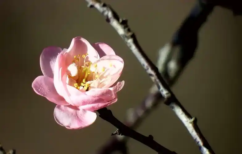 严寒下的《梅花》