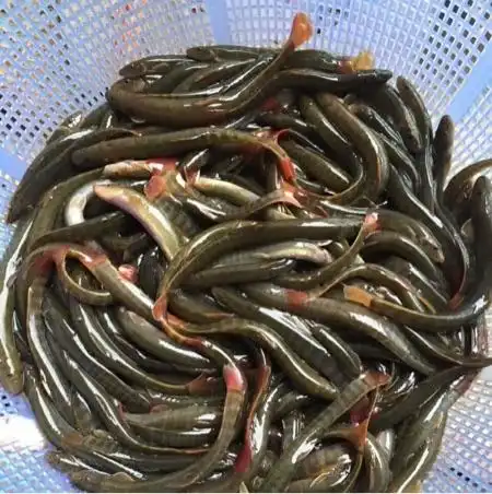 [供]野生红尾刚秋鱼