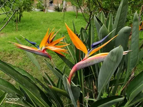 天堂鸟与旅人蕉