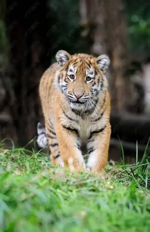 原创在草丛中的小老虎