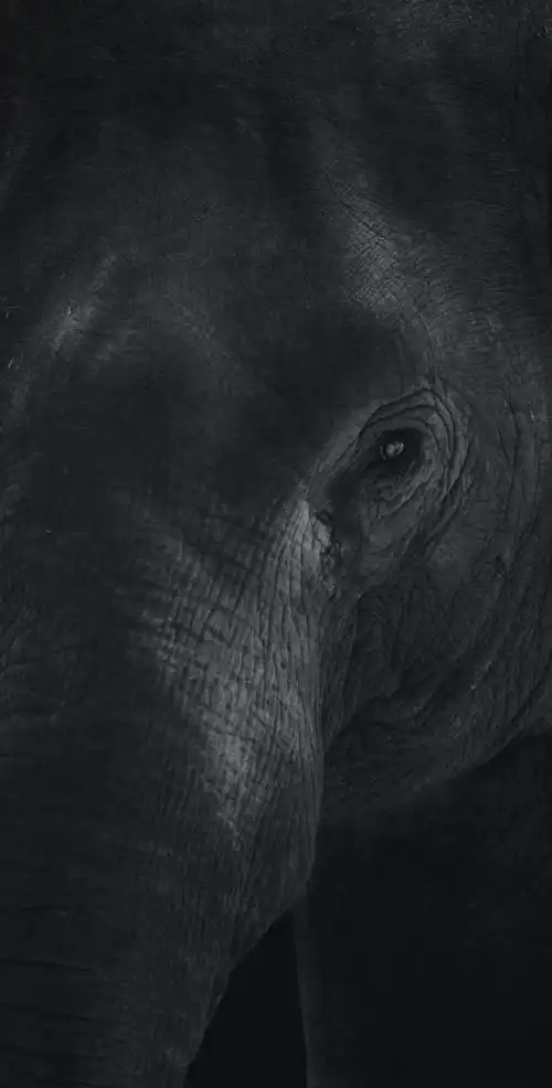 非洲大象黑白图片