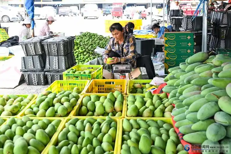 6月21日,在田阳区农贸批发市场,果商正在包装芒果.周加孔 摄