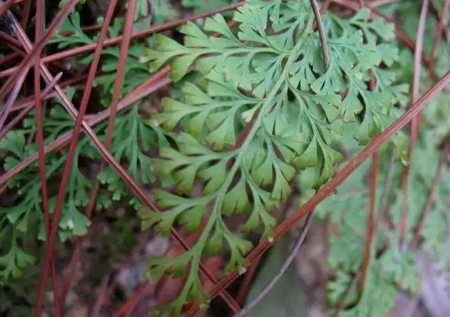 万能解毒药的乌蕨